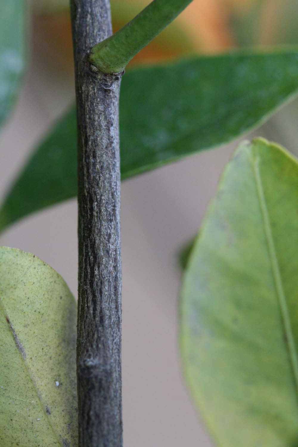              Second - third year twig (Dancy Frost Nucellar, Riverside,   CA)       